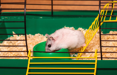 A hamster eating inside his cage.