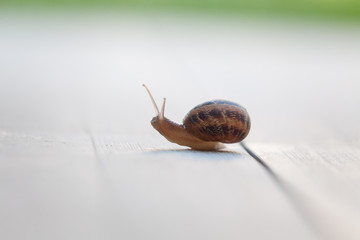 Snail on a walk