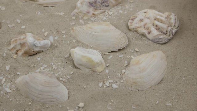Wind blows onto the shells of atlantic surf clam and oysters on sand, background