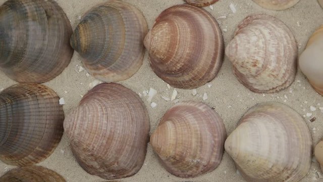 Rows of multi-colored shells of marine mollusks on sand, background