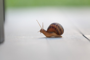 Snail on a walk