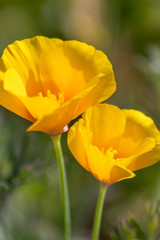 Bezaubernd sch&ouml;ne Bl&uuml;ten zeigen die Sch&ouml;nheit von Fr&uuml;hling und Sommer im Detail durch close up Makro-Aufnahme und sch&ouml;nem Sonnenschein zur sch&ouml;nsten Jahreszeit im Garten