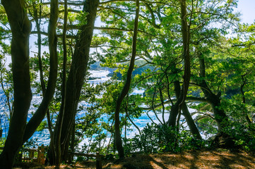 Fototapeta premium The sea seen from among the trees. Izu region of Japan