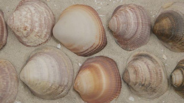 Rows of multi-colored shells of marine mollusks on sand, background