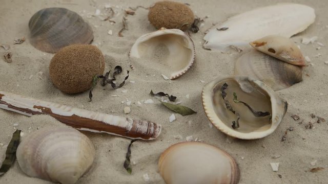 Wind blows onto the sand with seashells, seaweeds and dry grass 
