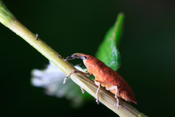 Lixus amurensis Faust on plant