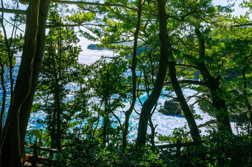 Fototapeta premium The sea seen from among the trees. Izu region of Japan