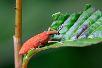 Lixus amurensis Faust on plant