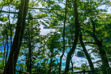 Obraz premium The sea seen from among the trees. Izu region of Japan