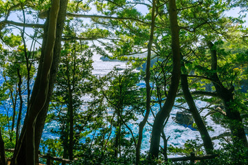 The sea seen from among the trees. Izu region of Japan