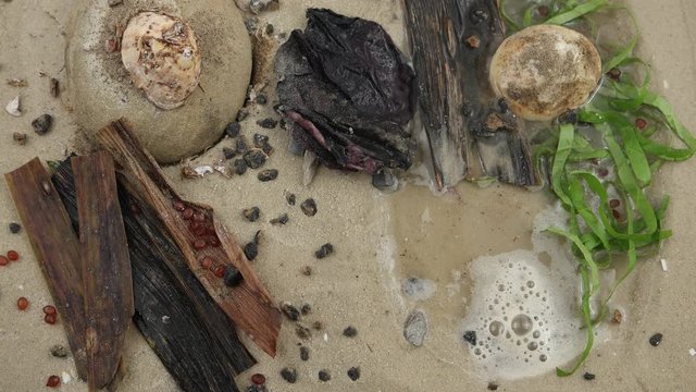 Species of sea snail  the common limpet lies on wet stone of the sandy shore at low tide of the ocean, background
