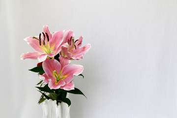 Naklejka na ściany i meble ユリの花　百合の花　ゆりの花　ユリ　ピンクの花