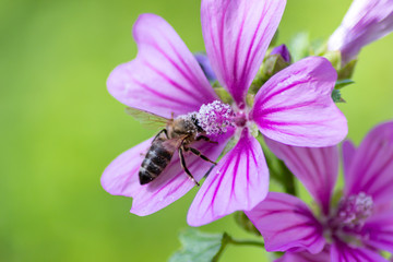 Prächtige violett-weiß-pink-farbene Blüten laden Insekten wie Bienen und Hummeln zum Nektar- und Pollensammeln in Frühling und Sommer ein