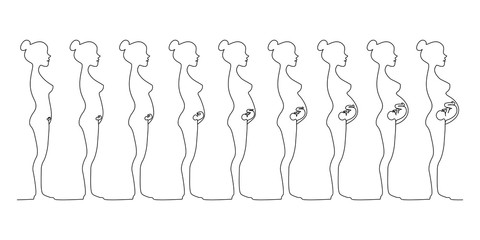 One line pregnant female silhouettes. Changes in a woman's body in pregnancy. Continuous line drawing.