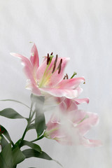 ユリの花　百合の花　ゆりの花　ユリ　ピンクの花