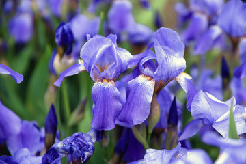 Blue flower irises close up, nature background