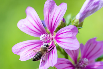 Pr&auml;chtige violett-wei&szlig;-pink-farbene Bl&uuml;ten laden Insekten wie Bienen und Hummeln zum Nektar- und Pollensammeln in Fr&uuml;hling und Sommer ein