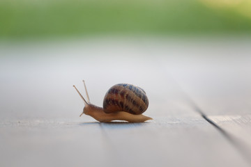 Snail on a walk