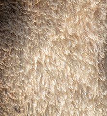 Fur on sheep's clothing as a background