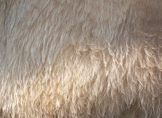 Fur on sheep's clothing as a background