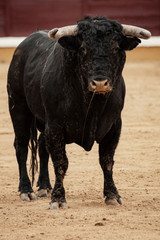 Primer plano vertical de toro en la plaza sobre el albero durante la corrida