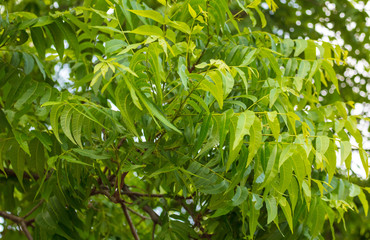 Green leaves on the branches of a pecan nut tree
