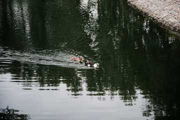 Ducks swim in the lake close up