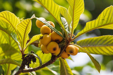 Medlar on the branches of a tree