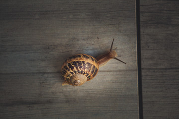 Snail on a walk