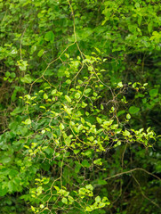 Green leaves on the tree as background