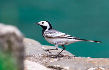 Portrait of a little bird on the stone