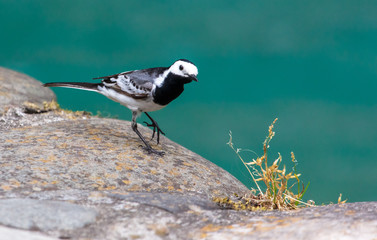 Portrait of a little bird on the stone