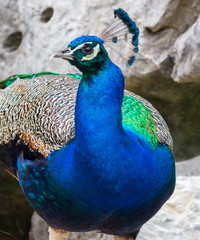 Obraz premium Portrait of a blue peacock in nature