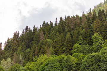 Fototapeta na wymiar Coniferous forests on the slopes of the Caucasus Mountains