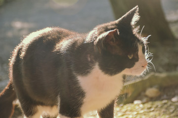 street cat in japan