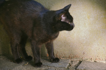 street cat in japan