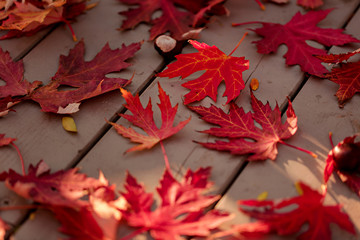 Autumn colors. Red maple leaves on gray wooden background. Selective focus.