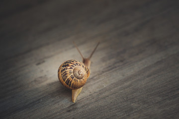Snail on a walk