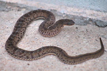 snake on rock