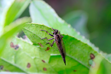 Asilidae on plant