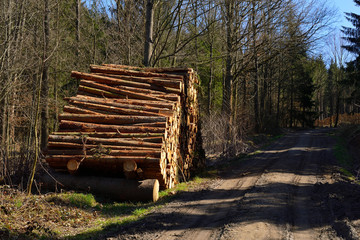 Geschlagene Fichtenst&auml;mme