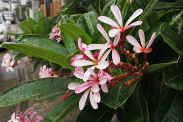 Temple tree flowers, Apocynaceae Frangipani or Plumeria 
