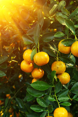 Kumquat fruits tree with sunlight rays