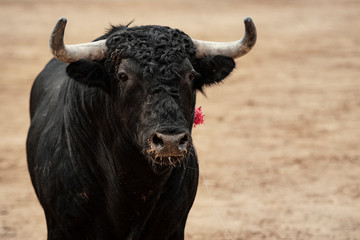 Toro en la plaza sobre el albero durante la corrida