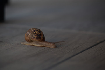 Snail on a walk