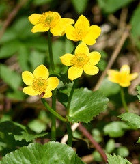 Sumpfdotterblume, Caltha, palustris