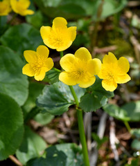 Sumpfdotterblume, Caltha, palustris