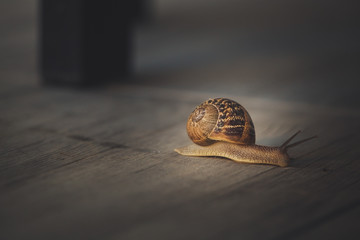 Snail on a walk