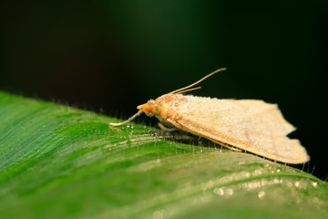 Moth insects on plant