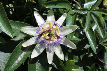 Closeup of passiflora flower.